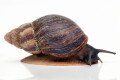 Archachatina porphyrostoma Nigeria B adult